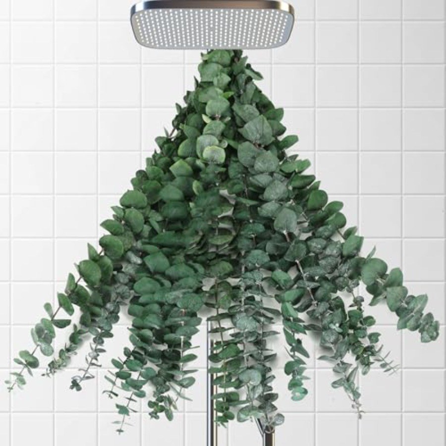 Home Fragrance Eucalyptus - Dried Eucalyptus Stems for Shower, 17''