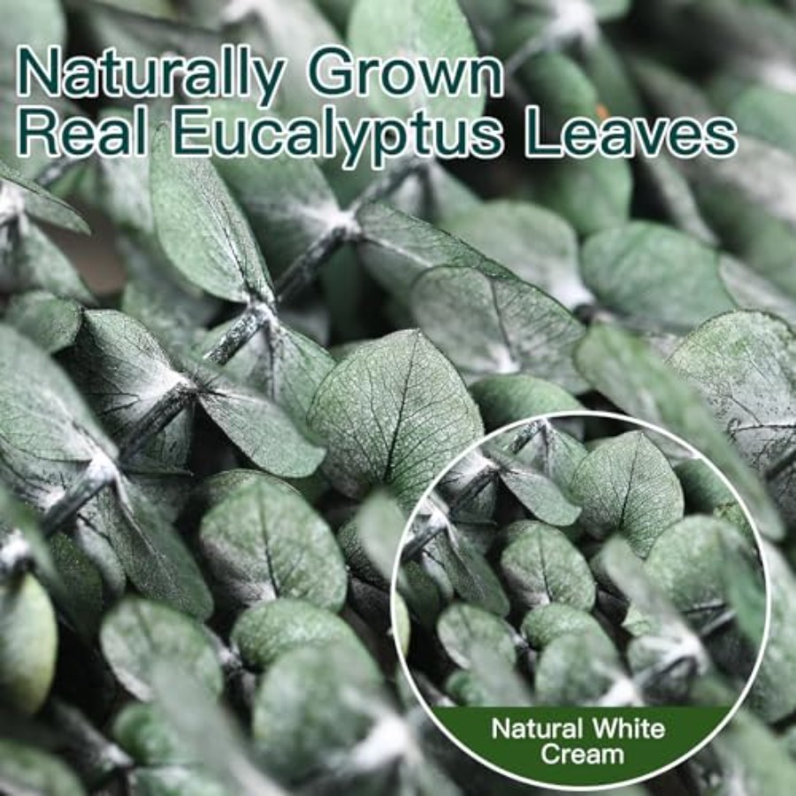 Dried Eucalyptus Stems for Sho - Home Fragrance Eucalyptus review and price